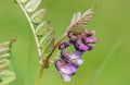 Bush vetch vicia sepium flower Royalty Free Stock Photo