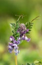 Bush vetch vicia sepium flower Royalty Free Stock Photo