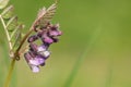 Bush vetch vicia sepium flower Royalty Free Stock Photo