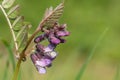 Bush vetch vicia sepium flower Royalty Free Stock Photo