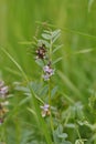 Bush vetch (Vicia sepium) Royalty Free Stock Photo