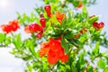 Bush of vibrant pomegranate spring blossom Royalty Free Stock Photo