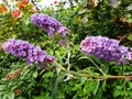 Violet flowers Buddleja davidii or Buddleja Royalty Free Stock Photo