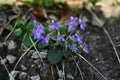 Bush violet among the grass in the spring forest Royalty Free Stock Photo