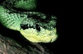 BUSH VIPER atheris nitschei, CLOSE-UP OF HEAD, KENYA Royalty Free Stock Photo