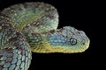 Bush viper Atheris squamigera Royalty Free Stock Photo