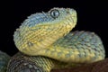 Bush viper Atheris squamigera Royalty Free Stock Photo