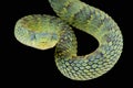 Bush viper / Atheris squamigera Royalty Free Stock Photo