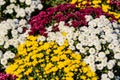 Bush of vivid yellow, dark pink magenta and white Chrysanthemum x morifolium flowers and small blossoms in a garden in a sunny aut Royalty Free Stock Photo