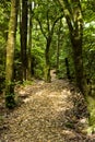 Bush Walk - New Zealand Royalty Free Stock Photo