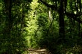 Bush Walk - New Zealand Royalty Free Stock Photo