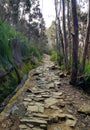 Bush walk to the mount Wellington