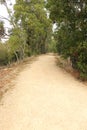 A bush walking tracking surrounded by trees