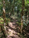 Bush walking trail through Australian eucalypt forest