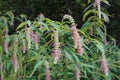 Weeping, drooping stalks filled with pink and white flowers on a shrub in North Carolina