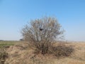 A bush in which a bird has made a nest.