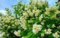 Bush of white aromatic jasmine