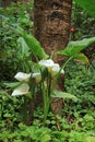 Bush of White Calla lily flowers in front of a Big Tree in the Garden, Amazonas Region, Northern Peru Royalty Free Stock Photo