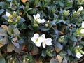 Flowers of Arabis alpina