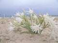 Bush of white flowers on the beach in Tunisia. Pancratium maritimum against the blue sky and sea. day. vertical Royalty Free Stock Photo