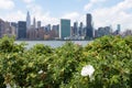 Bush with White Flowers at Hunters Point South Park in Long Island City Queens with a view of the Manhattan Skyline along the East