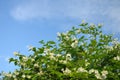 Bush with white flowers at the sky background Royalty Free Stock Photo