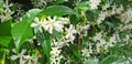 White flowers Trachelospermum or Jasmine. Royalty Free Stock Photo