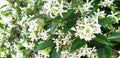 Panorama of white flowers Trachelospermum Royalty Free Stock Photo