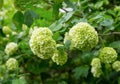 Bush white hydrangea, large head of small flowers lemon color close-up spring