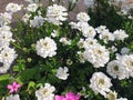 Bush of white iberis flower blooms on the flower bed