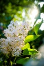 Bush of white lilac glowing in backlight Royalty Free Stock Photo
