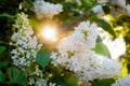 Bush of white lilac glowing in backlight Royalty Free Stock Photo