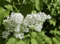 Bush of white lillac. Royalty Free Stock Photo