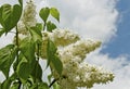 Bush of white lillac. Royalty Free Stock Photo