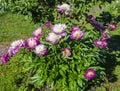Bush of white-pink herbaceous peonies in the flowering season