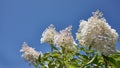 The bush of white and pink hydrangea Hydrangea macrophylla, Hortensia flowers in the garden against a blue sky. Royalty Free Stock Photo
