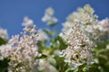 The bush of white and pink hydrangea Hydrangea macrophylla, Hortensia flowers in the garden against a blue sky. Royalty Free Stock Photo