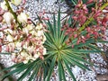 A bush of white and pink Yucca gloriosa flowers.