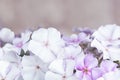 A bush of white and purple phloxes on a gray background Royalty Free Stock Photo