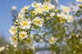 Bush white rose on blue sky background. Selective soft focus. Royalty Free Stock Photo