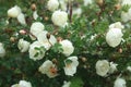 A bush of white rose hips in the park after the rain, covered with sparkling droplets. Royalty Free Stock Photo