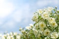 Bush of white roses on a background of blue sky. Floral background with space for text. Beautiful white roses. Royalty Free Stock Photo