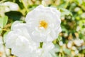 Bush of white roses beautiful outdoors