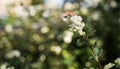 Bush with white snowberries