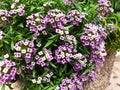 White and violet lobularia maritima flowers