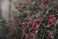 Bush with wild berries in the forest