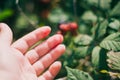 Wild blackberries Royalty Free Stock Photo