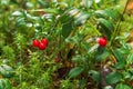 Bush of wild cowberry in a forest. Karelia, Russia