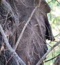 Elephant close up showing eye and ear Royalty Free Stock Photo