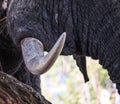 Elephant tusks close up feeding along the banks of the kafue river in zambia Royalty Free Stock Photo